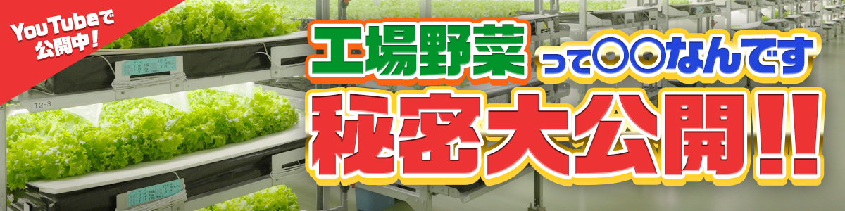 工場野菜って〇〇なんです　秘密大公開！！