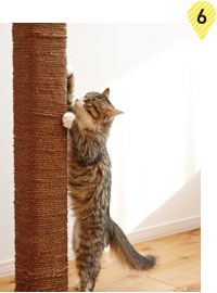 爪とぎ場(chǎng)