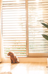 ブラインドシャッター（電動(dòng)タイプ）