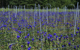 安代リンドウ畑