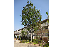 シンボルツリー(ケヤキ)