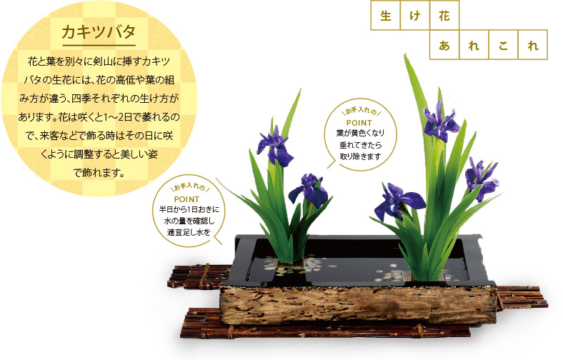 生け花あれこれ[カキツバタ]花と葉を別々に剣山に挿すカキツバタの生花には、花の高低や葉の組み方が違う、四季それぞれの生け方があります?；à蠁Dくと1～2日で萎れるので、來客などで飾る時はその日に咲くように調(diào)整すると美しい姿で飾れます。[お手入れのPOINT]半日から1日おきに水の量を確認し適宜足し水を [お手入れのPOINT葉が黃色くなり垂れてきたら取り除きます]